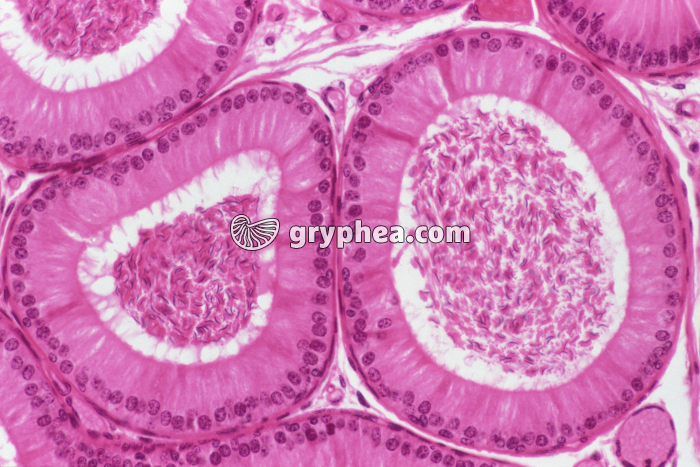 Epididyme de Rat CT x100 - gryphea.com